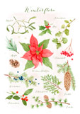 Postkarte Winterflora