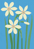 Postkarte Alpenflora - Dichternarzisse