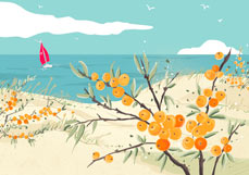 Postkarte Sanddorn an der Düne