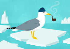 Postkarte Wintermöwe