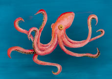 Postkarte Ein Krake mit acht Armen