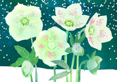 Postkarte (VORORDER) Christrosen im Schnee