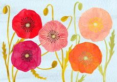 Postkarte Islandmohn