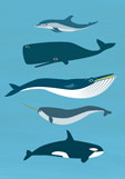 Postkarte Wale