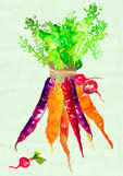 Postkarte Möhren