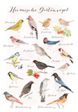 Postkarte Heimische Gartenvögel