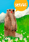 Postkarte SeRVUS - Murmeltier