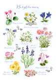Postkarte Bergblumen