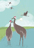 Postkarte Ankunft der Kraniche