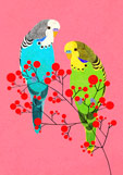 Postkarte Wellensittiche