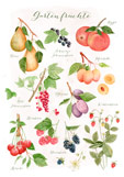 Postkarte Gartenfrüchte