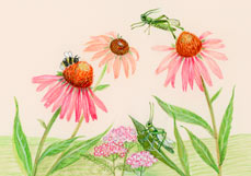 Postkarte Grashüpfer lieben Echinacea