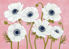 Postkarte Anemonen in rosé